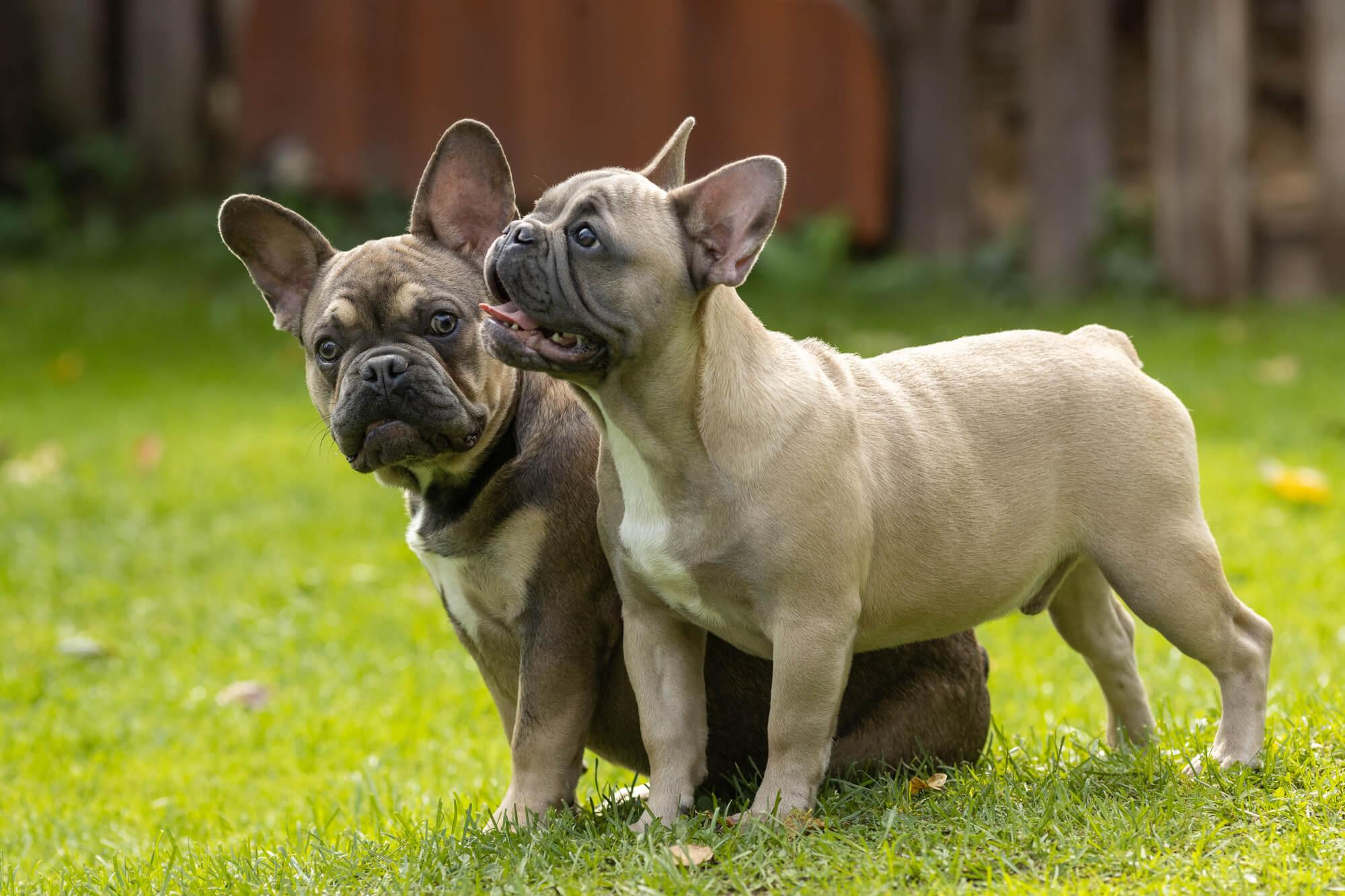 フレンチブルドッグってどんな犬？